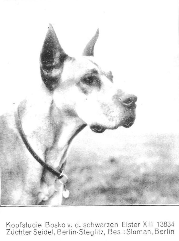 Bosko vd Schwarzen Elster